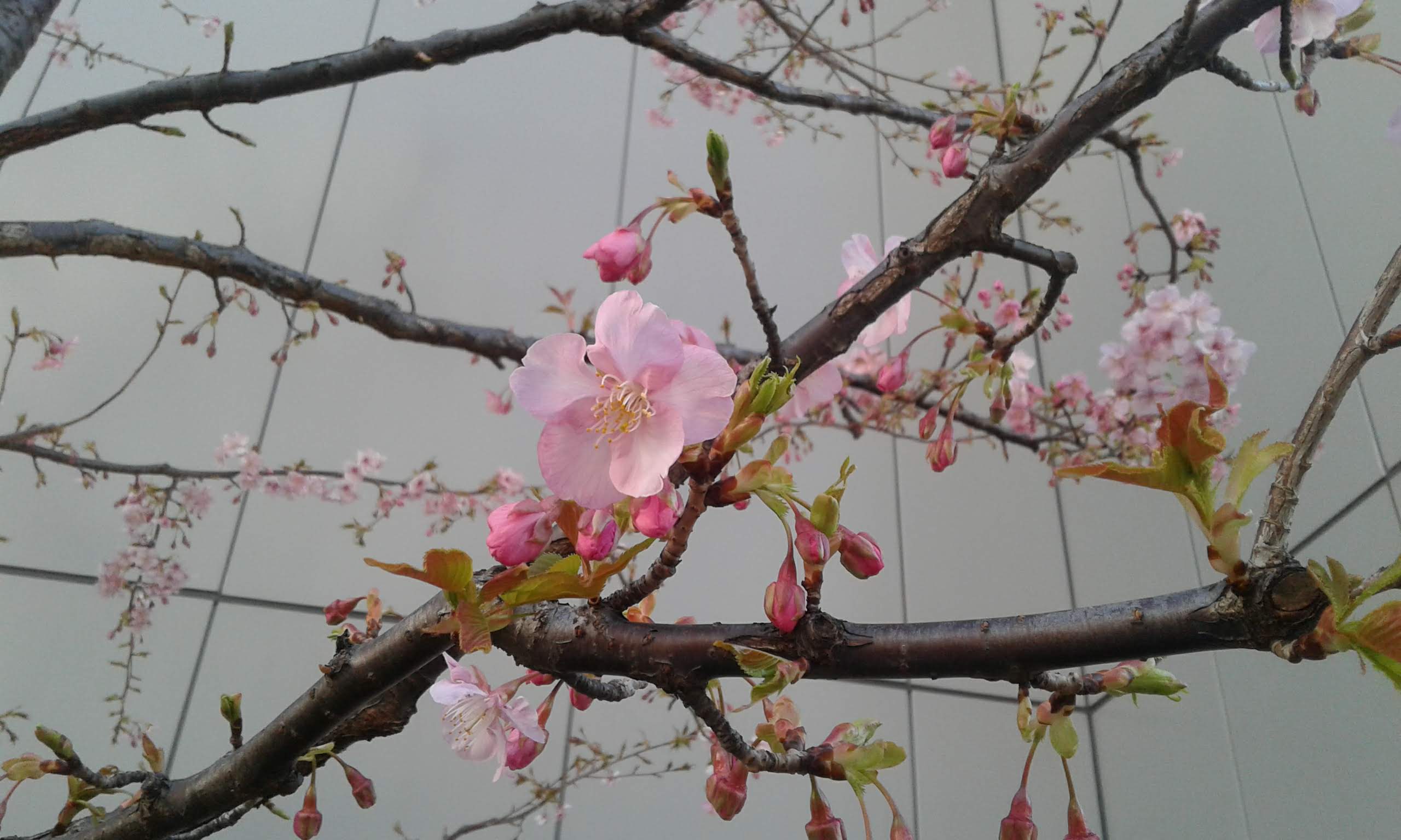 flor de cerezo