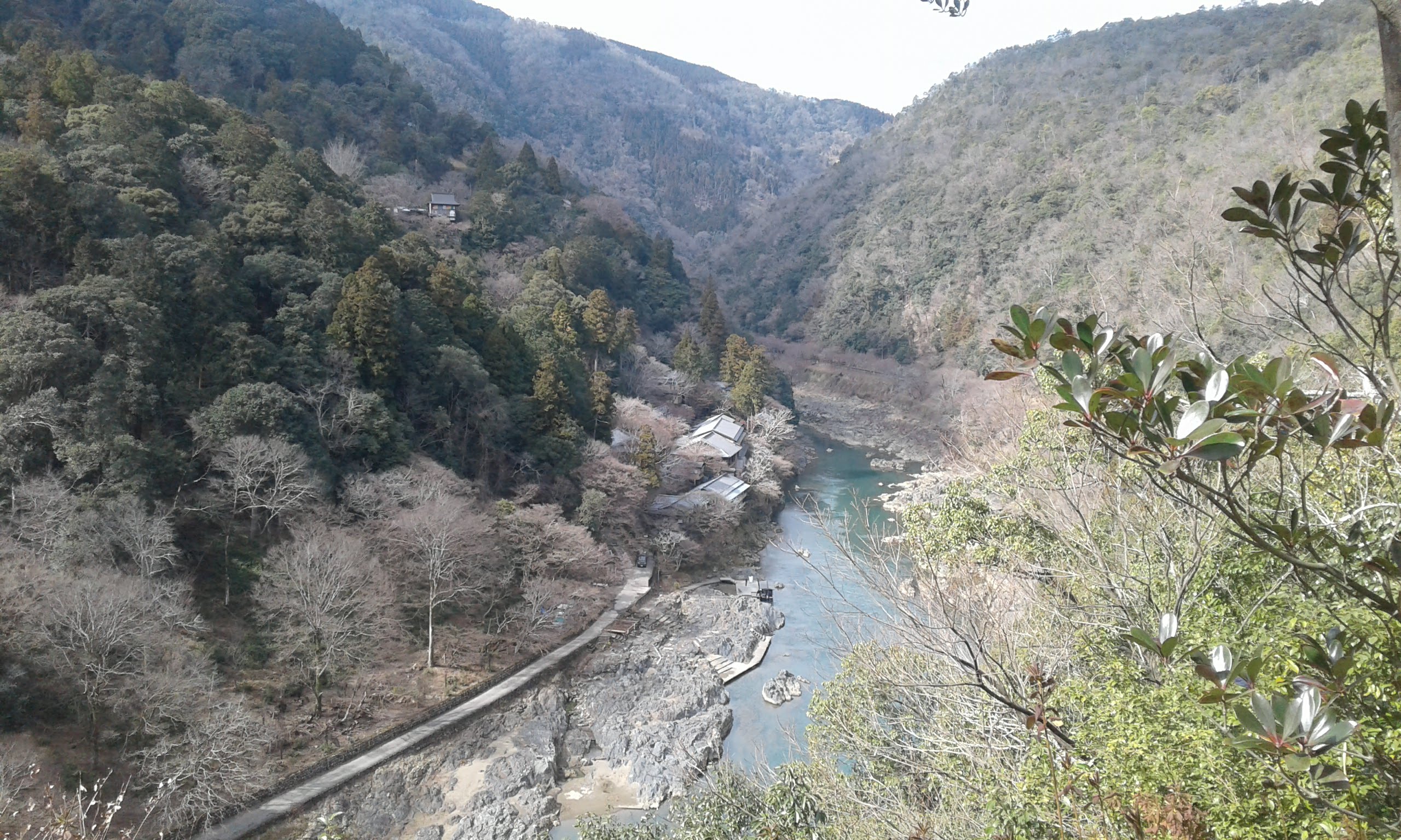 bosque visto arriba